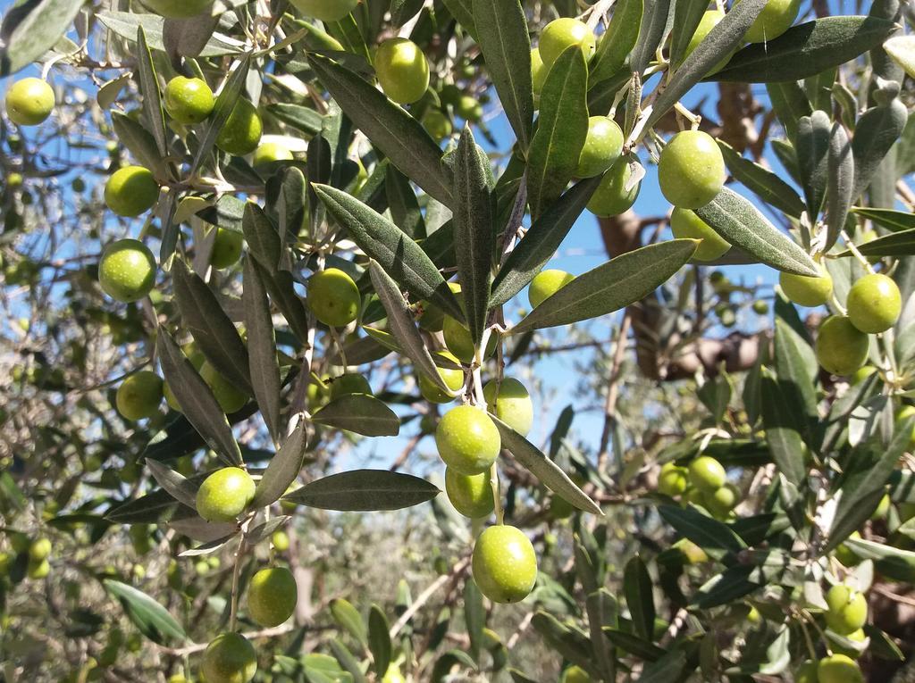 Tenuta Colverano Montefalco Ngoại thất bức ảnh