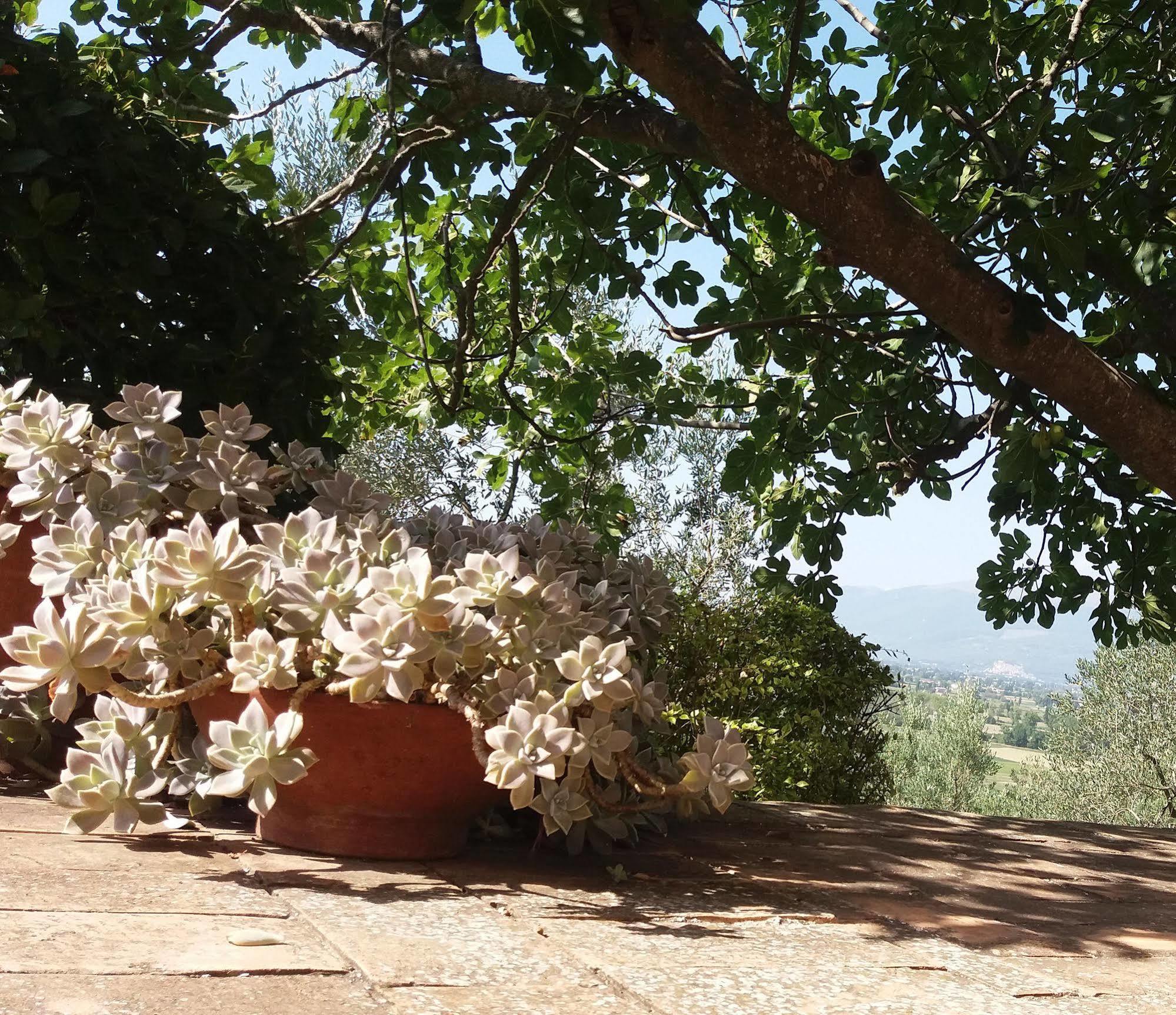 Tenuta Colverano Montefalco Ngoại thất bức ảnh